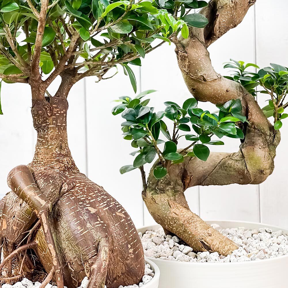 希少！ 太幹 曲がり 昇り龍ガジュマル 根上りガジュマル7号 希少！ 太