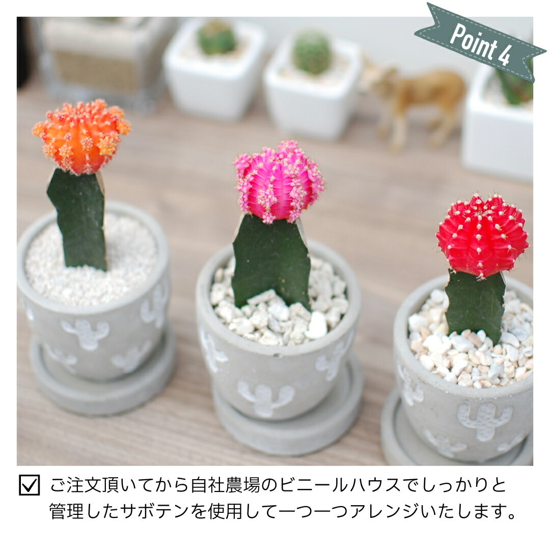 サボテン カラフル牡丹/レリーフPOT S】【農場直送】緋牡丹 ミニ