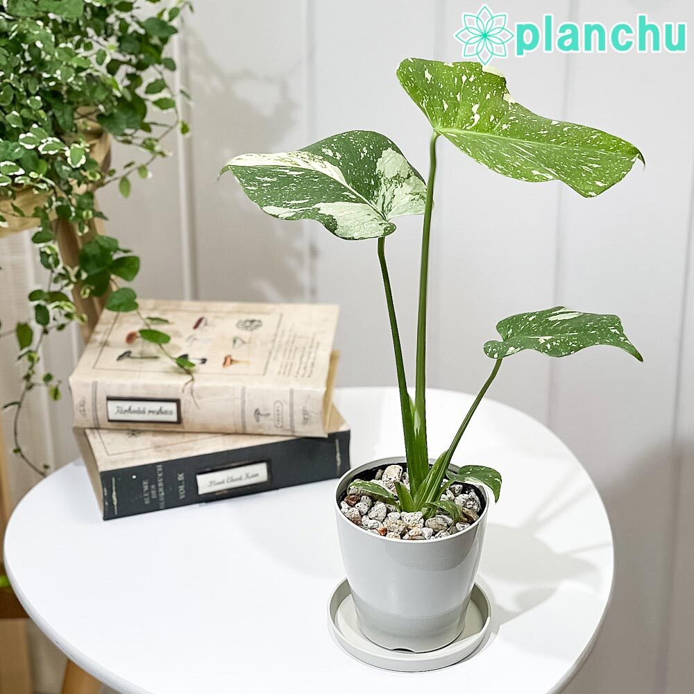 PLANCHU 観葉植物 モンステラ タイコンステレーション 3.5号鉢 受け皿