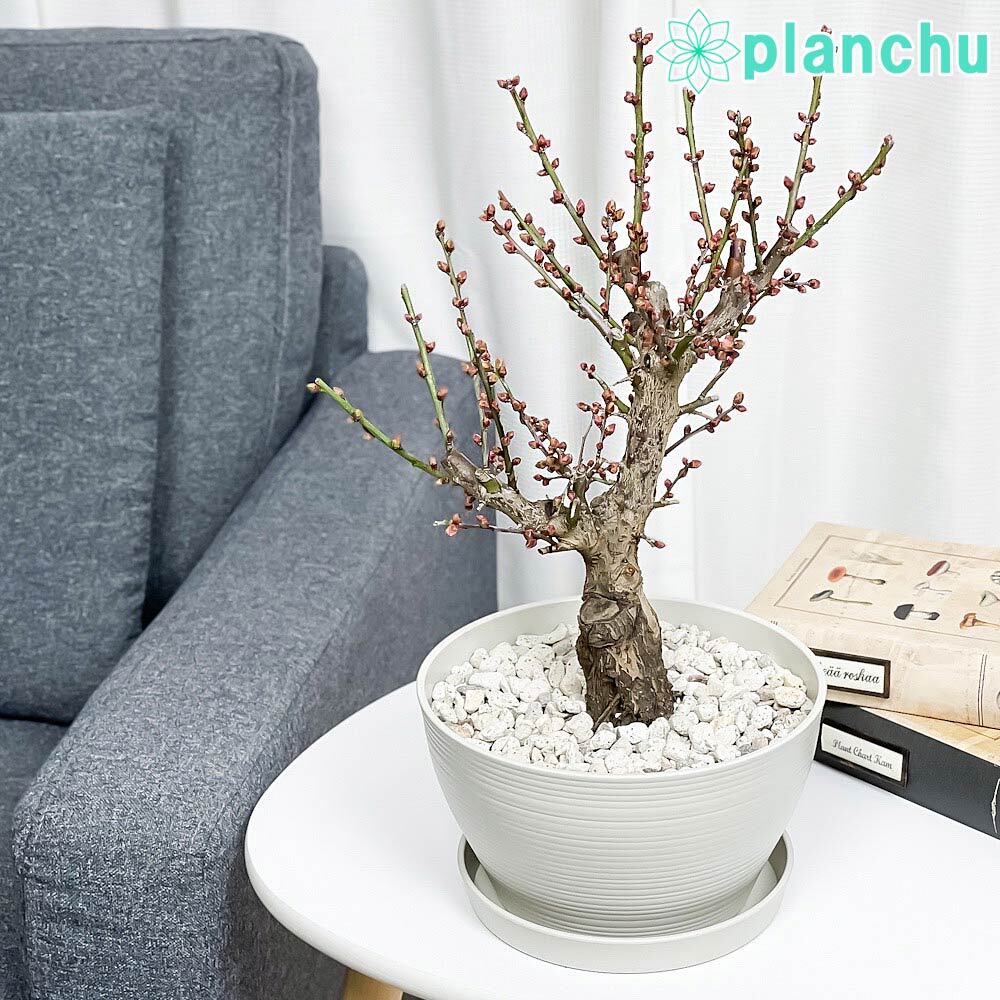 梅 盆栽 6号鉢相当 極太❗ ま hb00123a-03-a.jpg