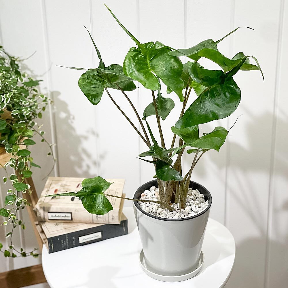 PLANCHU 観葉植物 アロカシア スティングレイ 5号鉢 受け皿付き 育て方