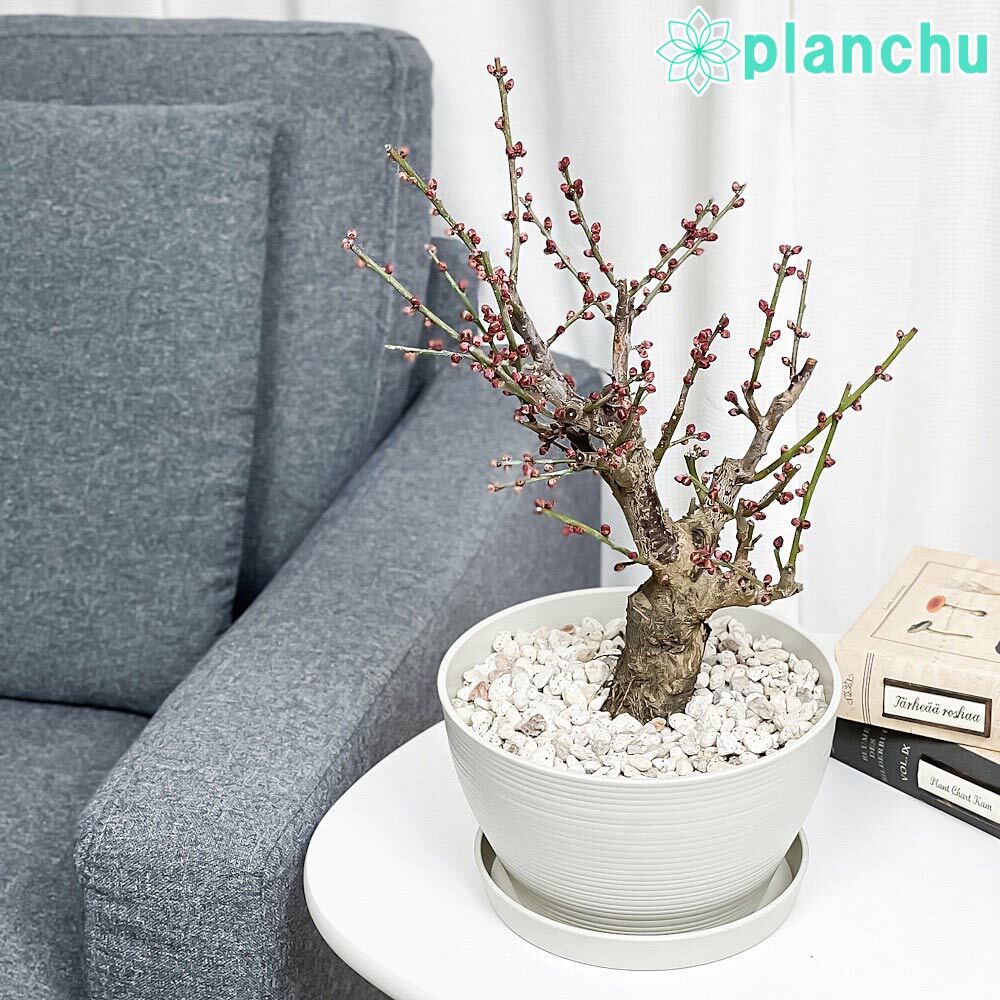PLANCHU 盆栽 花梅 大盃 6号鉢 受け皿付き 育て方説明書付き Prunus