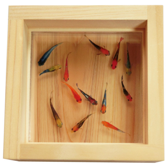 夏ギフト おすすめ めだか メダカ アート 輝 手作り ハンドメイド 金魚