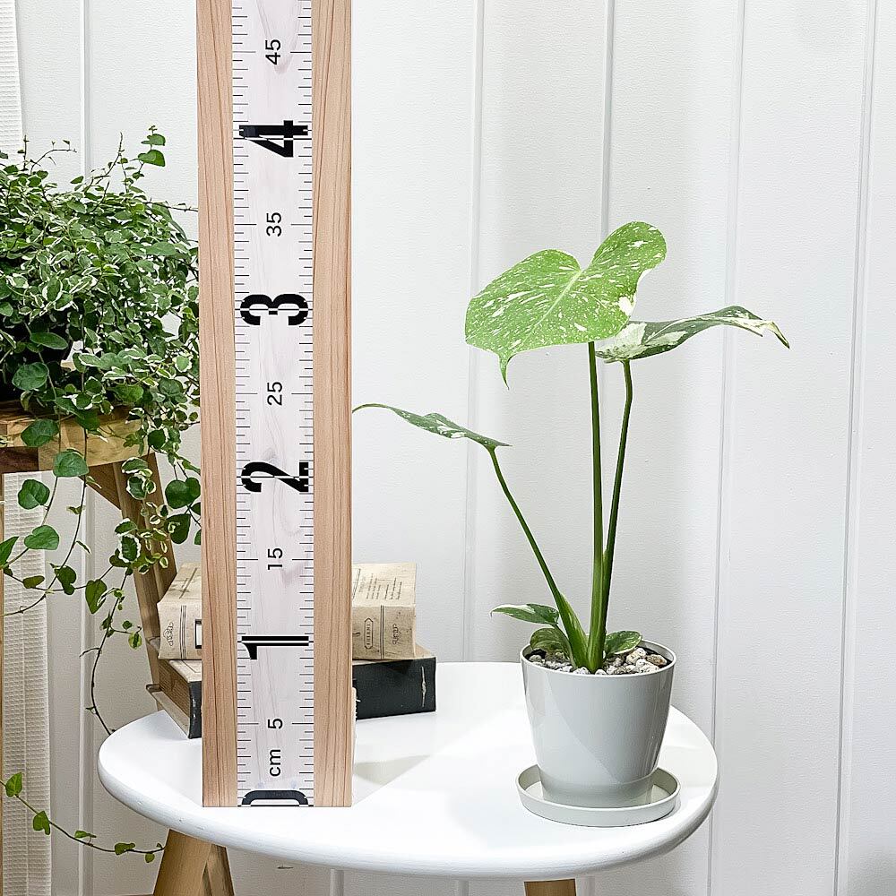 PLANCHU 観葉植物 モンステラ タイコンステレーション 3.5号鉢 受け皿