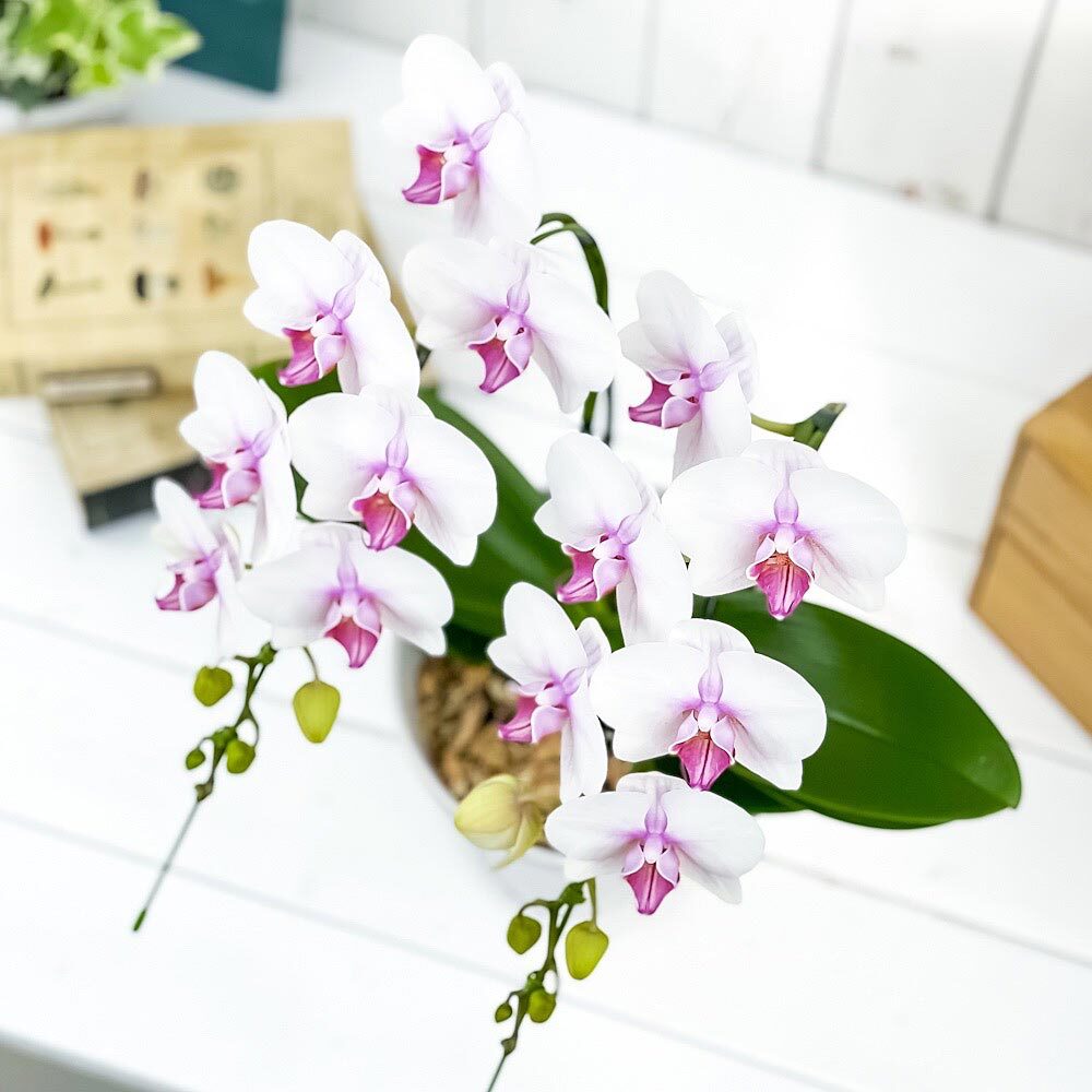 PLANCHU 鉢花ギフト ミディ胡蝶蘭 ルージュ 2本立ち 5号陶器鉢 受け皿