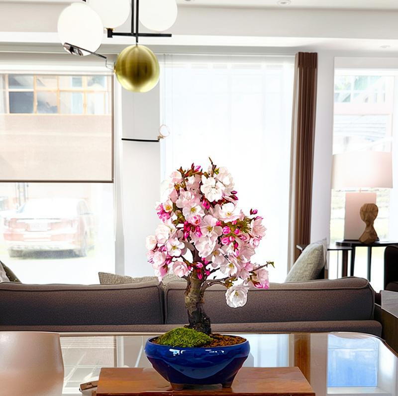 盆栽 皐月(関守の采の八重) 上下24cm 盆栽 皐月(関守の采の八重) 上下