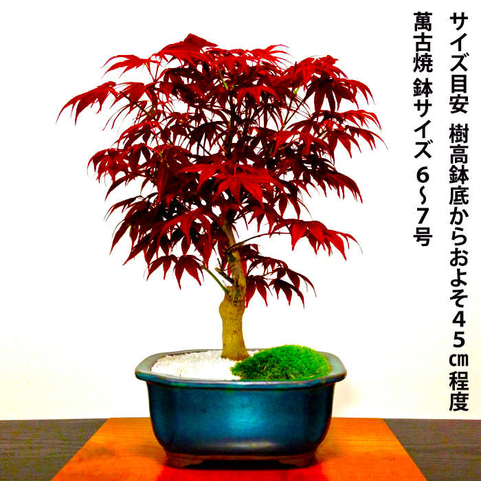 盆栽 もみじ 希少 本格 極上 盆栽 樹齢10年 猩々野村もみじ 紅葉盆栽