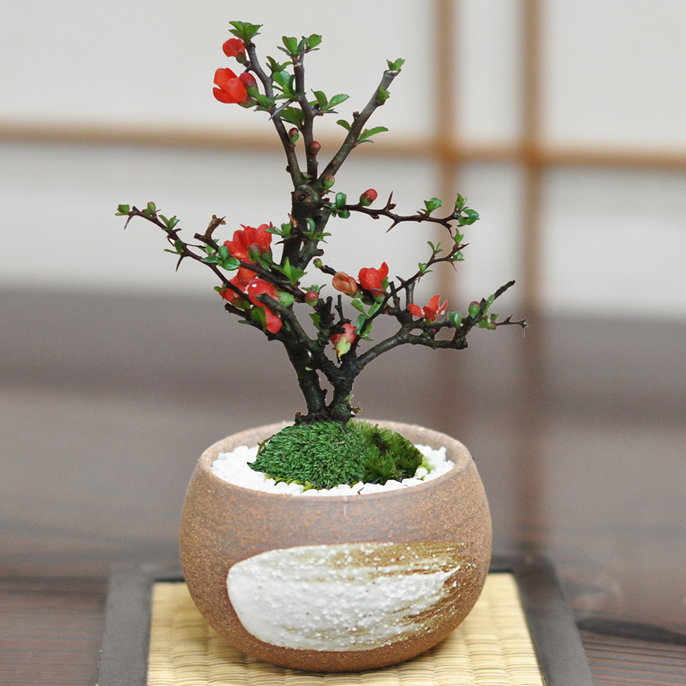 盆栽鉢 梅の絵 正方 白地 落款有り 盆栽鉢 梅の絵 正方 白地 落款有り