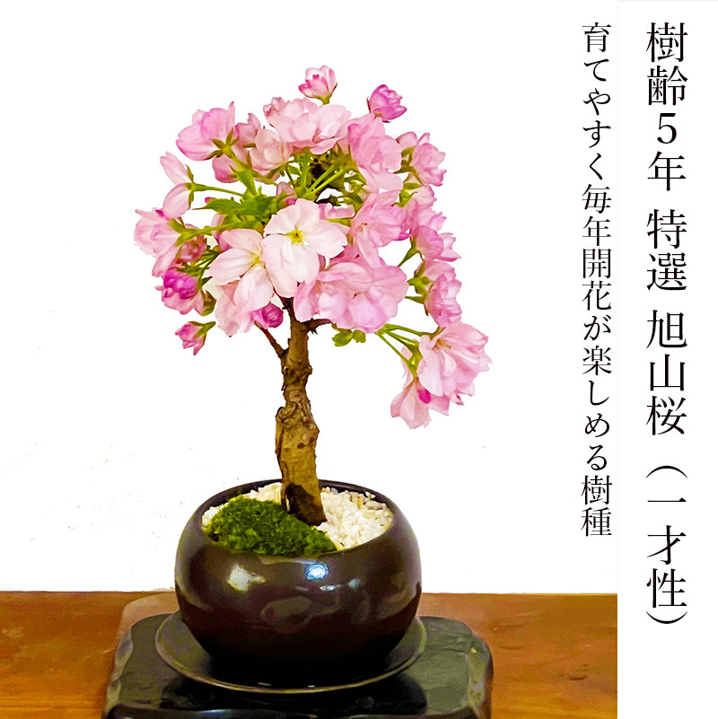 盆栽 旭山桜 鉢植え 桜の木 日時指定可 ギフト 無料 ミニ盆栽 八重咲