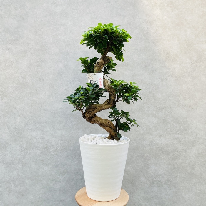 ガジュマル 観葉植物 曲がり 8号鉢苗 大型 盆栽 登り樹 昇り竜 室内