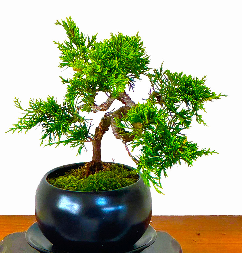 盆栽 真柏 糸魚川真柏 育て方ガイド付 送料無料 無料ラッピング 趣味