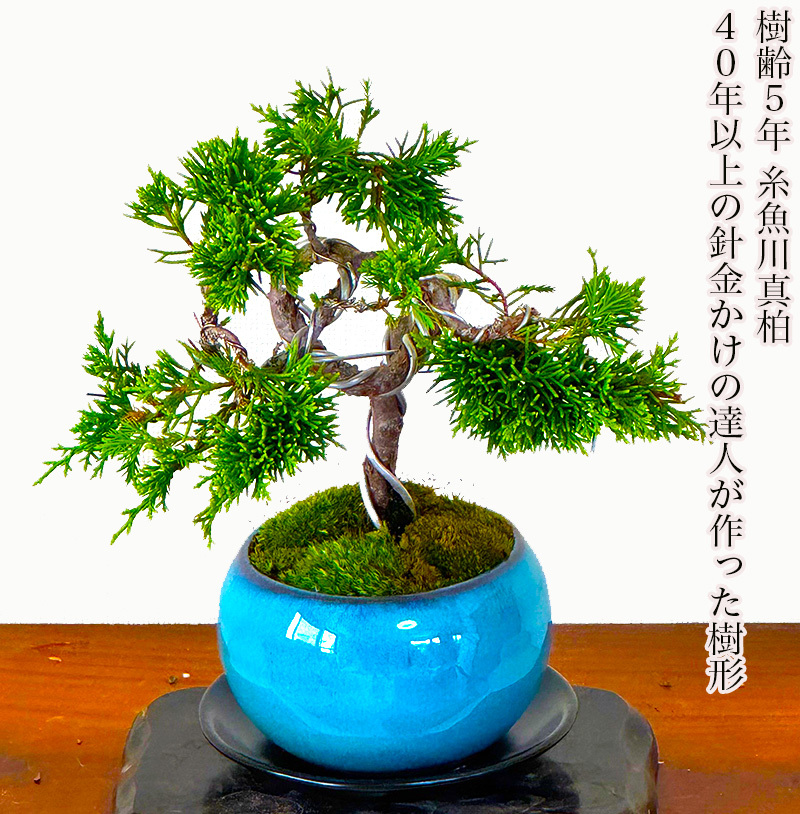 真柏 盆栽 松 糸魚川真柏 育て方ガイド付 送料無料 無料ラッピング