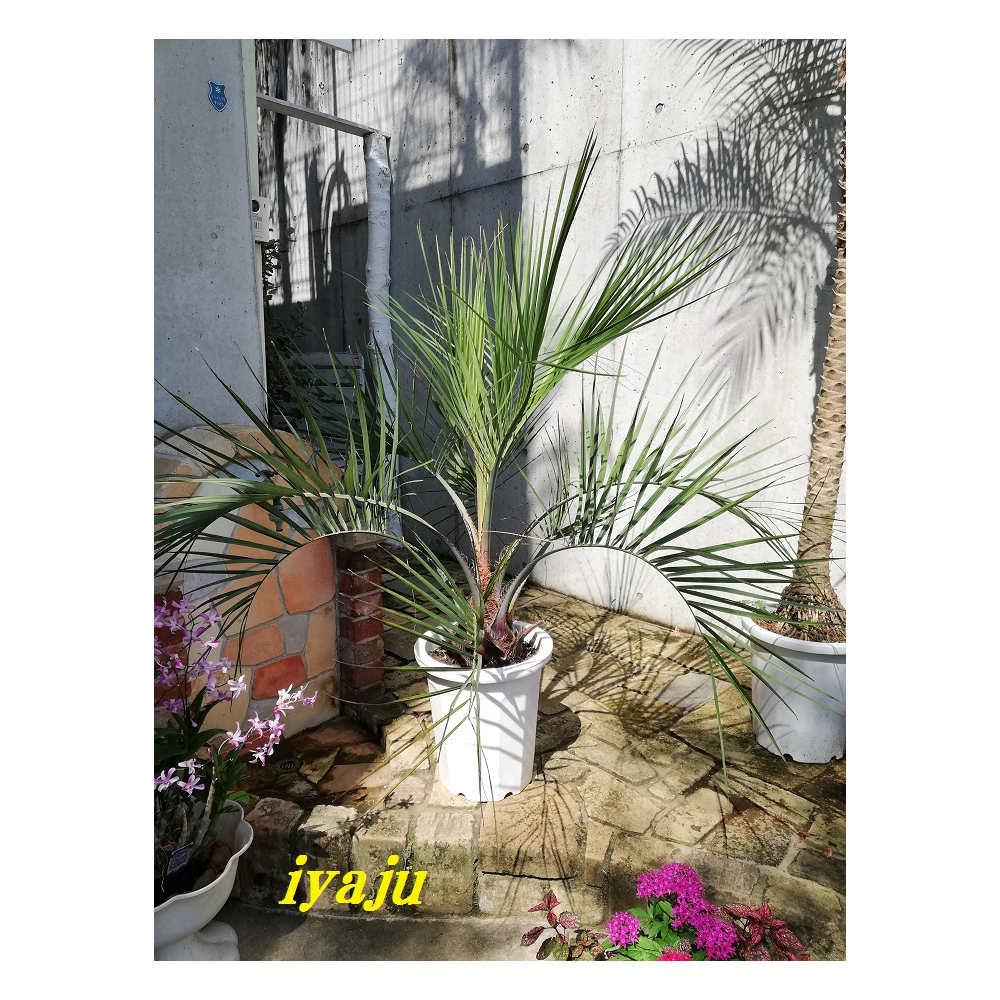 ココスヤシ 10号 耐寒性ヤシ ヤシの木 インテリア ワイルドな観葉植物