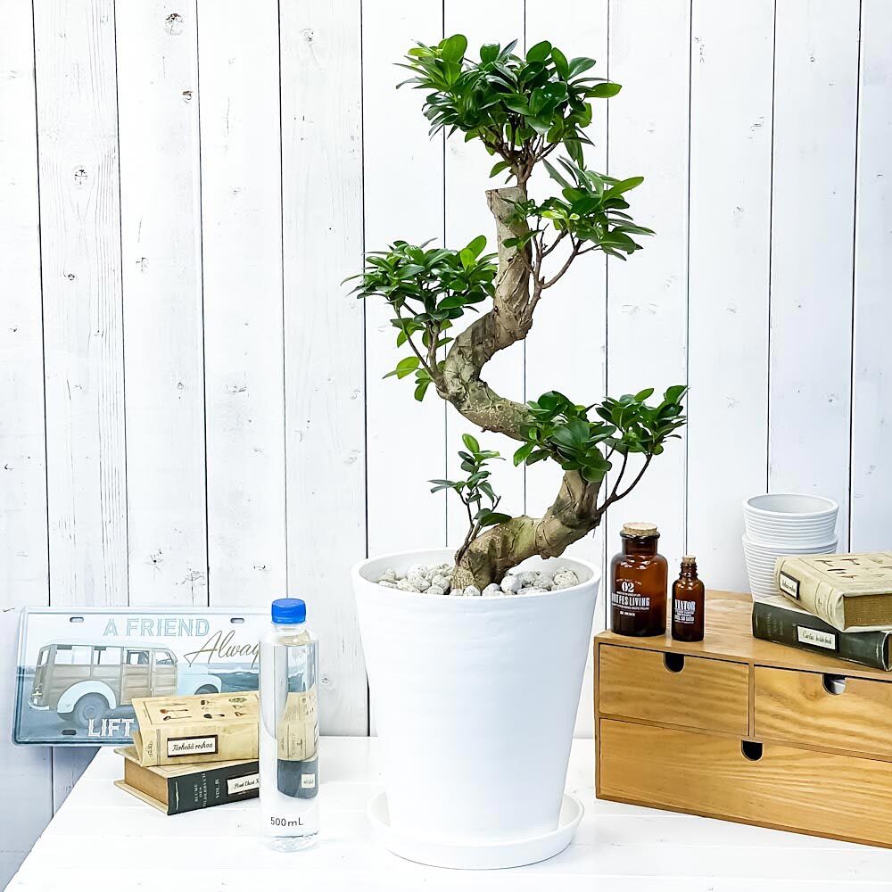 PLANCHU 観葉植物 ガジュマル 昇り竜 8号鉢 受け皿付き 育て方説明書