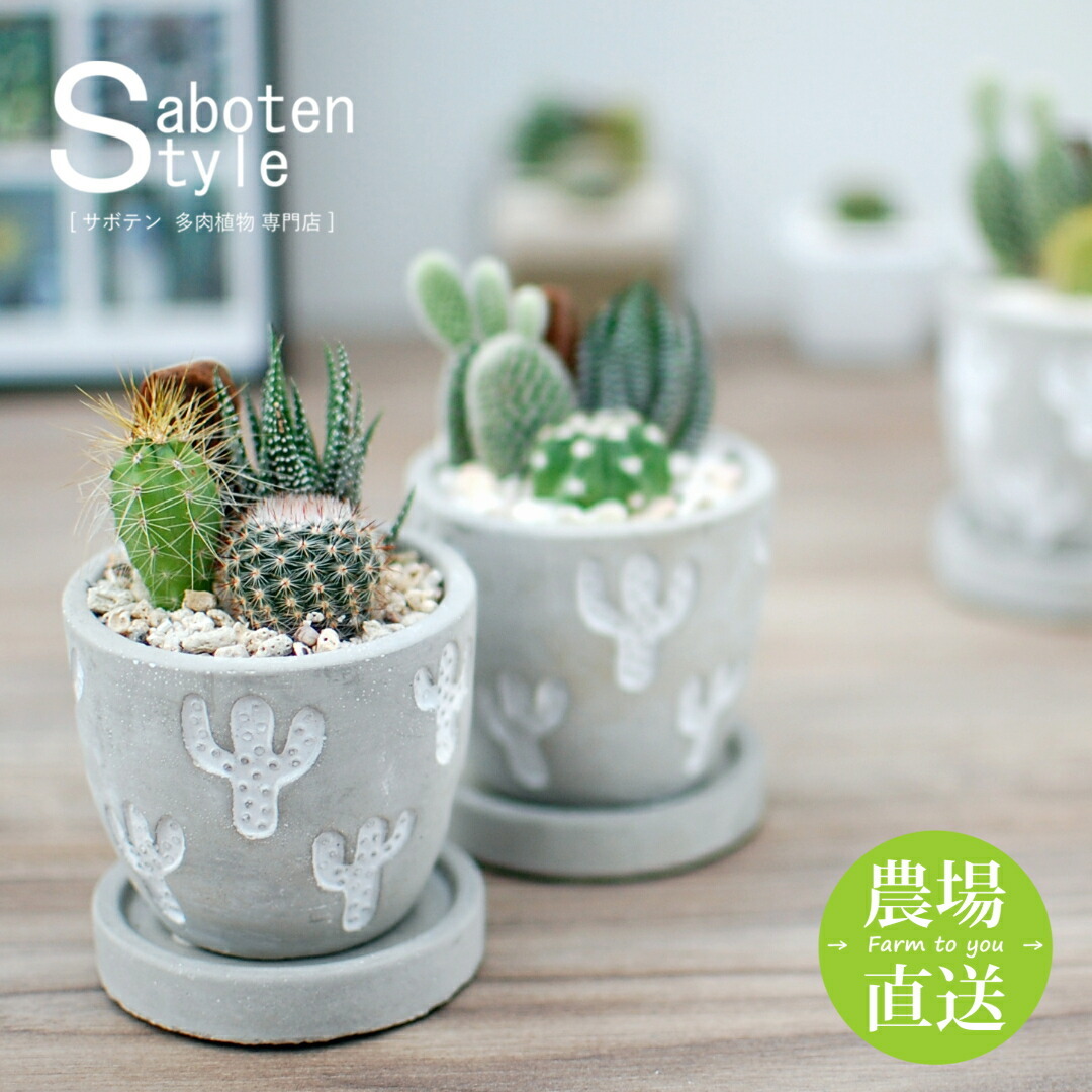 サボテン 多肉植物 3種類 寄せ植え/レリーフPOT S】【農場直送