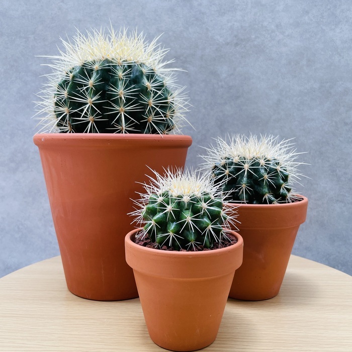 サボテンの王様 金鯱 3鉢セット 3号 4号 5号入り 観葉植物 多肉植物 金