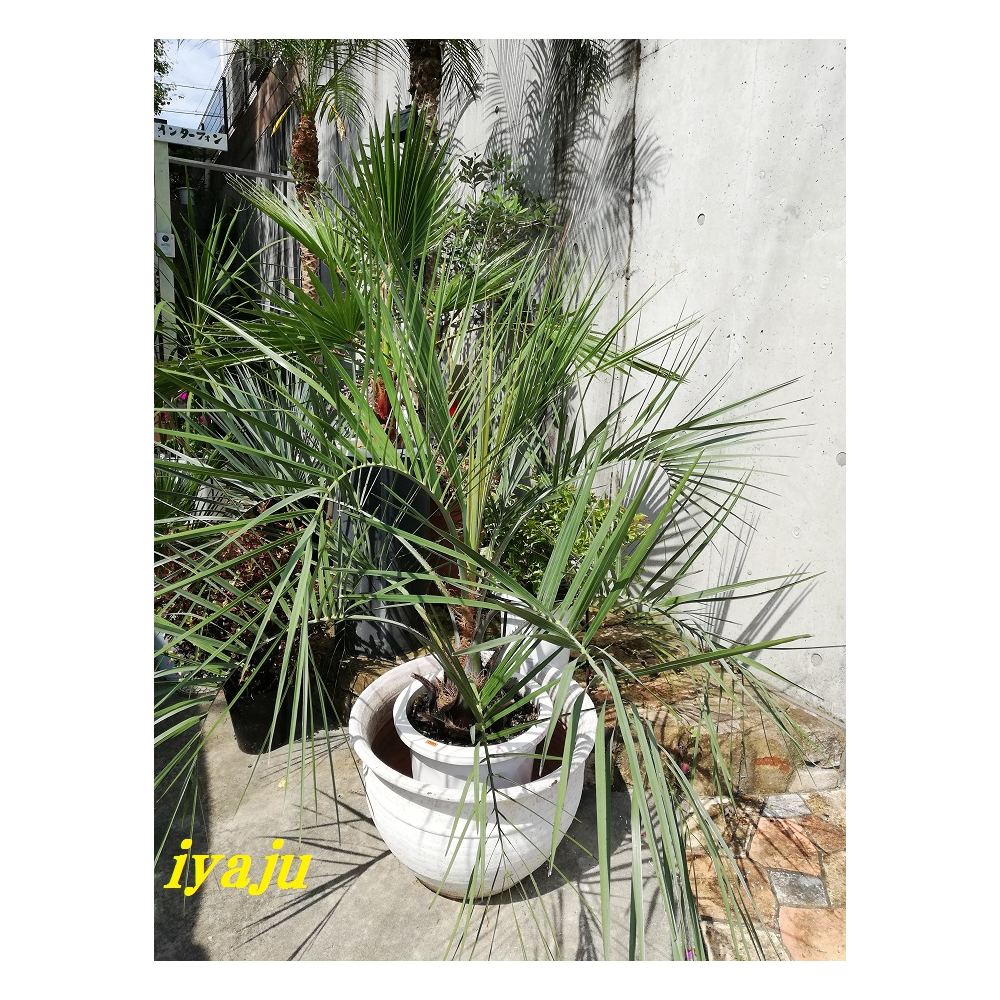 ココスヤシ 10号 耐寒性ヤシ ヤシの木 インテリア ワイルドな観葉植物