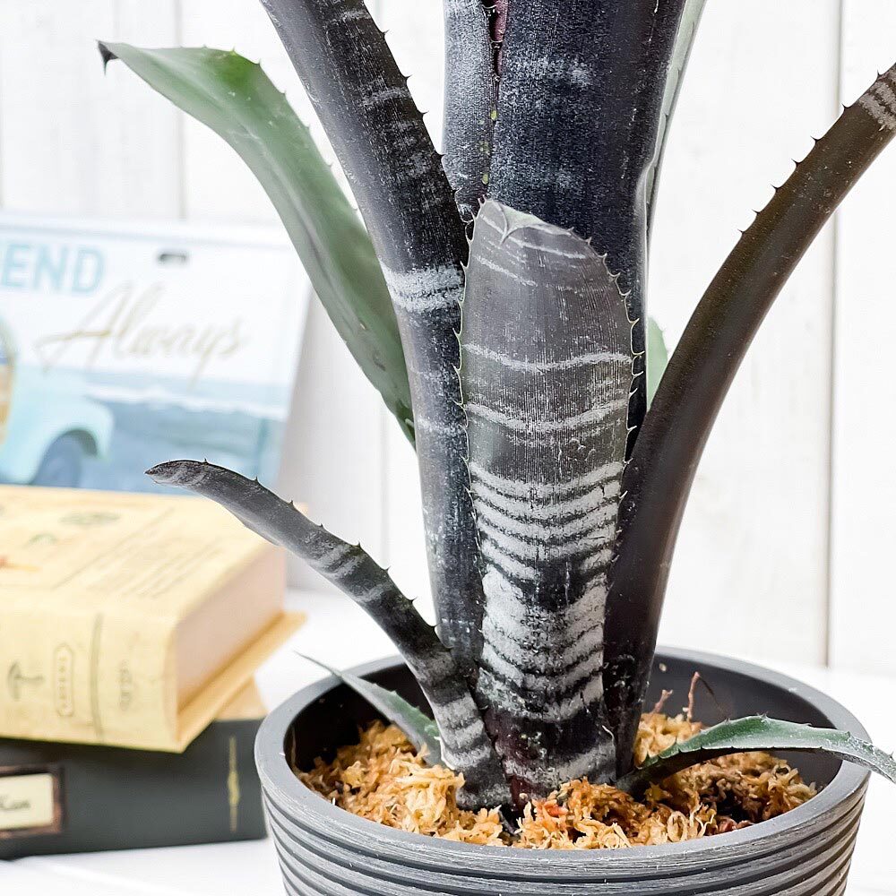 PLANCHU 観葉植物 ビルベルギア ダースベイダー 4号樹脂鉢 受け皿付き