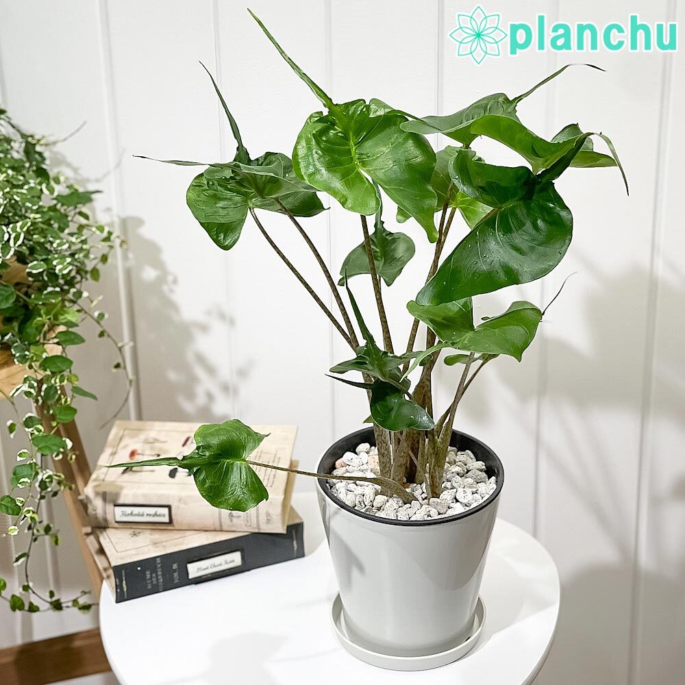 PLANCHU 観葉植物 アロカシア スティングレイ 5号鉢 受け皿付き 育て方