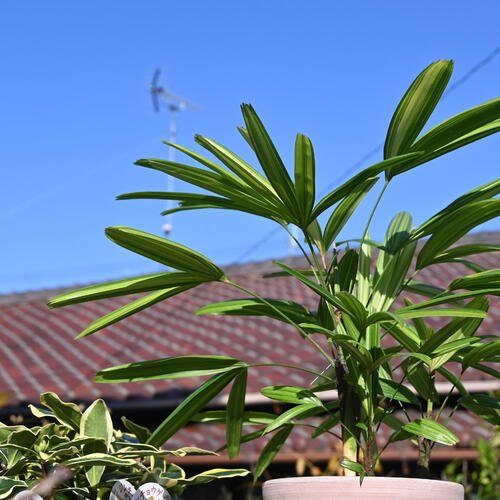 和の観葉植物アヤニシキ観音竹 綾錦 希少品種 カンノンチク インテリア