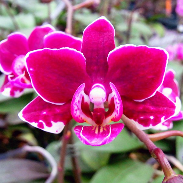 ミディ胡蝶蘭 チャチャ2本立 - 【あすに届けるお花屋さん～輝華