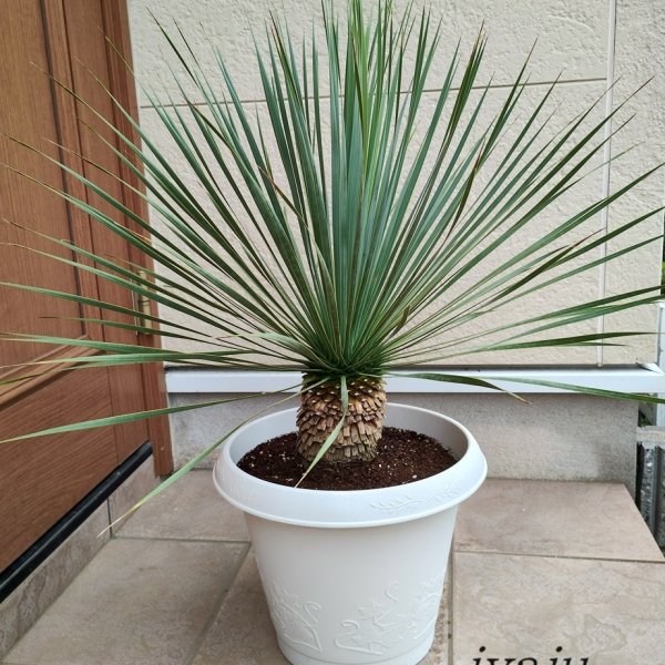 ユッカ ロストラータ 9号(0011) ワイルドな観葉植物 ドライガーデン