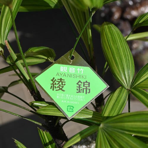 和の観葉植物アヤニシキ観音竹 綾錦 希少品種 カンノンチク インテリア