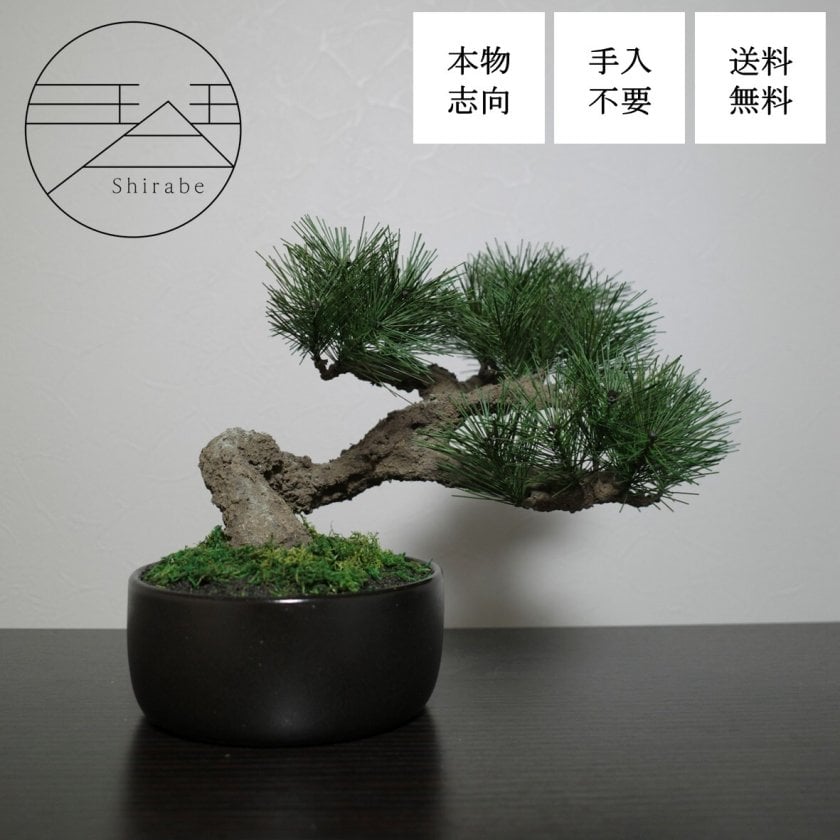 Modern Bonsai L】手入れ不要のフェイク盆栽 本物志向 高品質 ホテルや