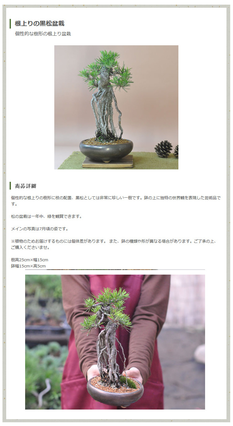 時代物 四国黒松 大品 根あがり盆栽 購入してから41年経過 時代物 四国