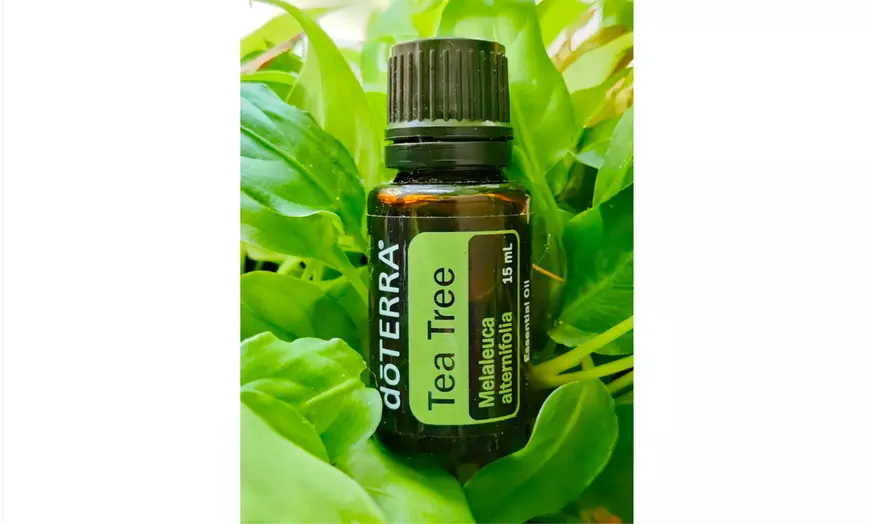doTerra Tea Tree Essential Oi | Groupon Goods