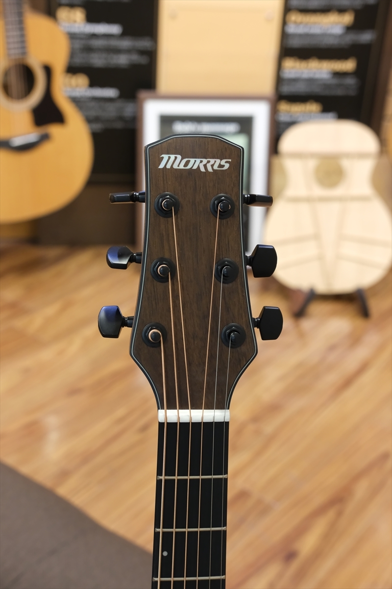 Morris M-021 / VS（新品/送料無料）【楽器検索デジマート】