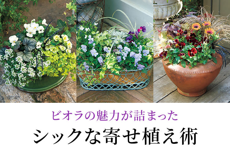 ビオラの魅力がたっぷり詰まったシックな寄せ植え｜通販 - ディノス