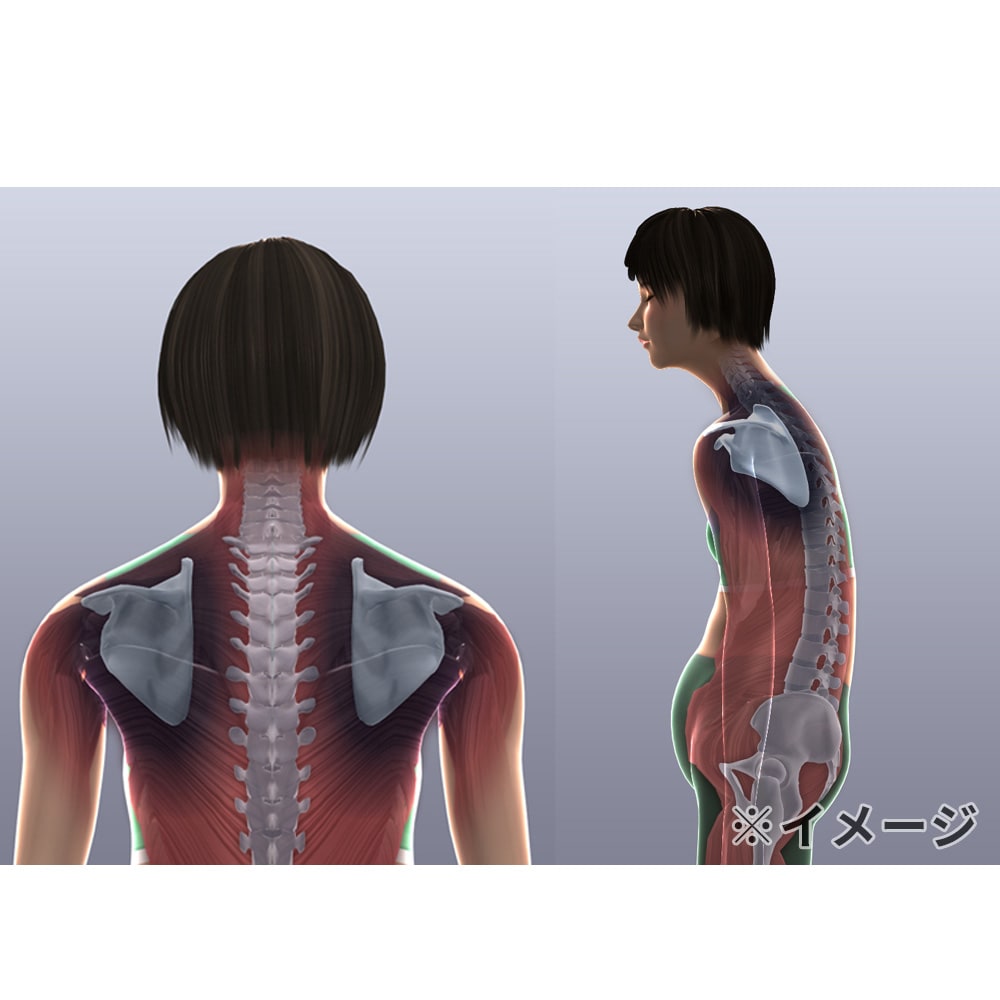 ウルトラディープストレッチ 通販 - ディノス