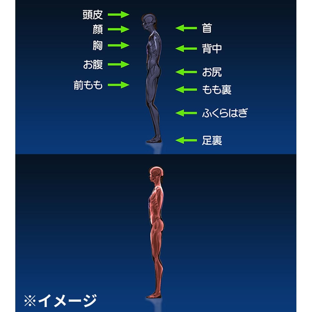 シェイプビート プレミアム 通販 - ディノス