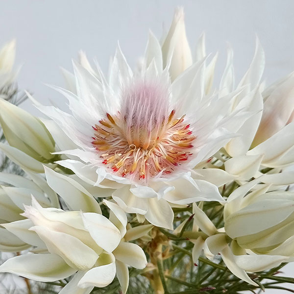 園芸ネット本店｜セルリア（ジョーイセルリア）：ブラッシングブライド