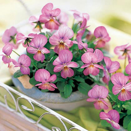 園芸ネット本店｜ビオラ：ビビ ピンクアンティーク3～3.5号ポット8株