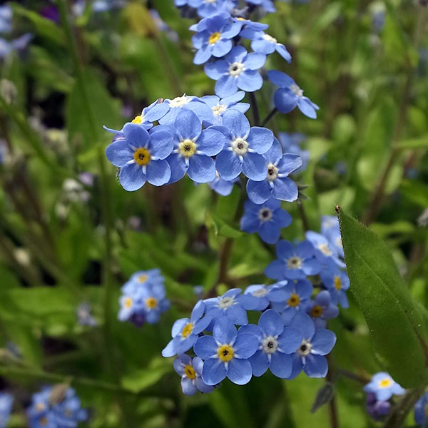園芸ネット本店｜ワスレナグサ（高性）：ブルームッツ3号ポット3株