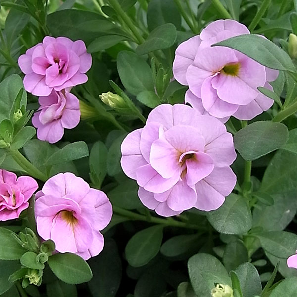 園芸ネット本店｜[26年4月下旬予約]カリブラコア（八重咲