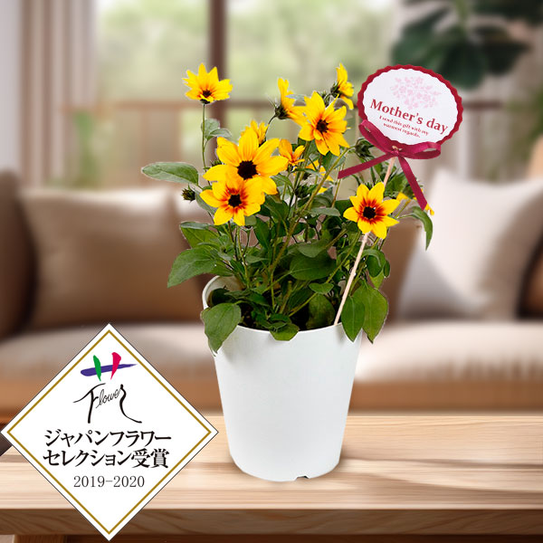 園芸ネット本店｜[送料無料][2026年 母の日ギフト][予約]ヒマワリ