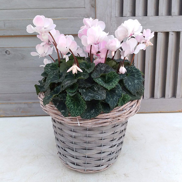 園芸ネット本店｜[ギフトに]八重咲きシクラメン：ウインク シャワー