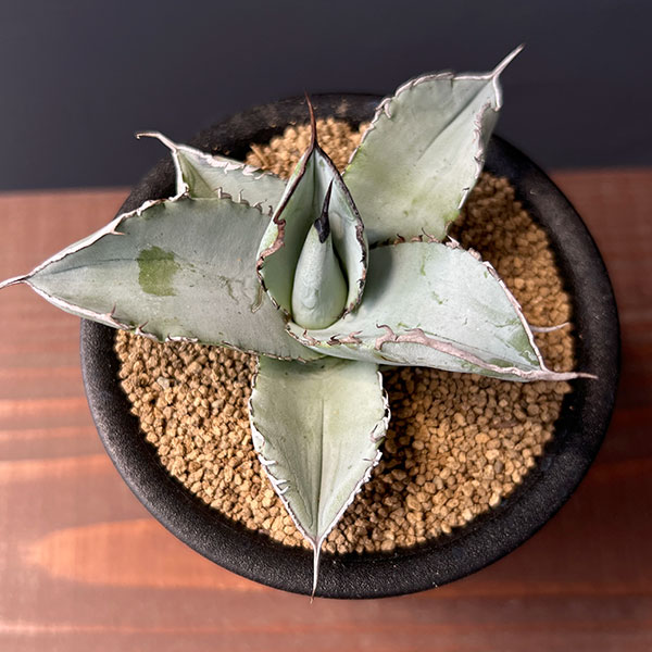 園芸ネット本店｜アガベ：チタノタ ホワイトアイス 3号鉢植え* の通販