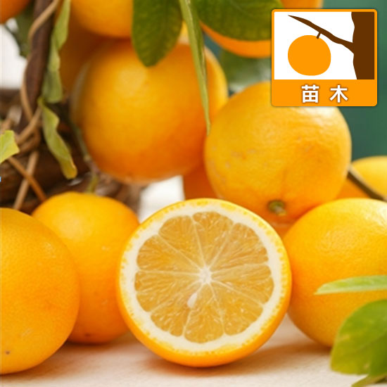 園芸ネット本店｜レモン：スイートレモネード4～5号ポット の通販【公式】