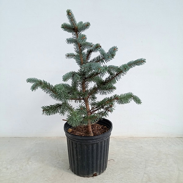 園芸ネット本店｜ピセアプンゲンス（プンゲンストウヒ）：ホプシー8号