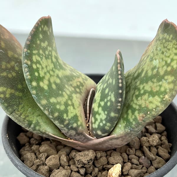 園芸ネット本店｜ガステリア：恐竜 3号25-01 の通販【公式】