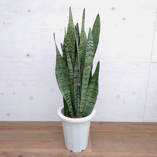 園芸ネット本店｜サンセベリア(サンスベリア)：ゼラニカ 7号 の通販