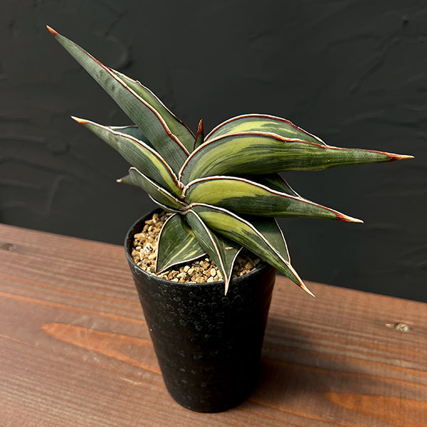 園芸ネット本店｜[ザ・ファームセレクト]サンセベリア：ロリダ斑入 3号