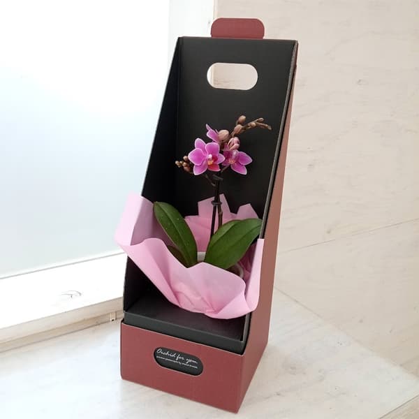 園芸ネット本店｜ミディ胡蝶蘭：マイクロ胡蝶蘭 2.5号1本立ち 2WAY