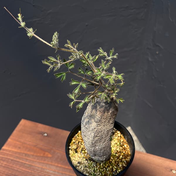 園芸ネット本店｜キフォステンマ：モンタグナッキー 4号鉢植えNo.3 の