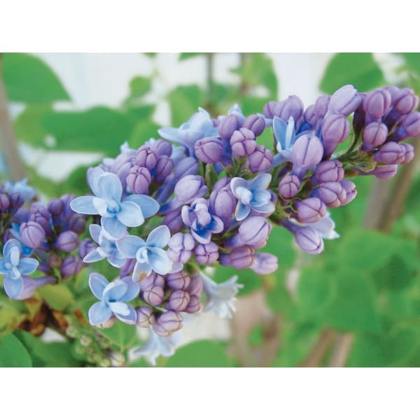 園芸ネット本店｜ライラック：カルペディエム4～5号ポット の通販【公式】