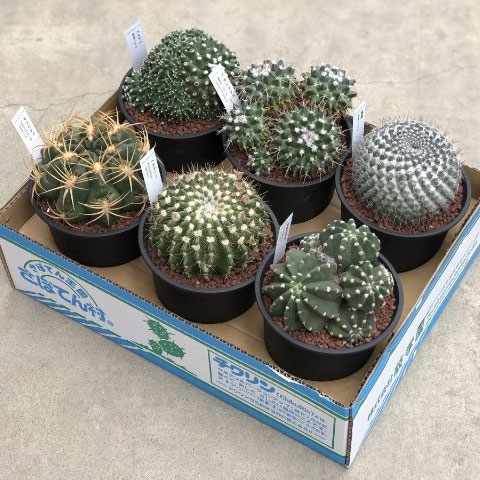 園芸ネット本店｜[送料無料]サボテン 品種ミックス5号プラ鉢植え 6株